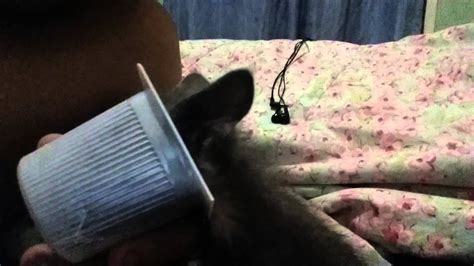 novinha mamando|Novinha Mamando Gostoso Porn Videos .